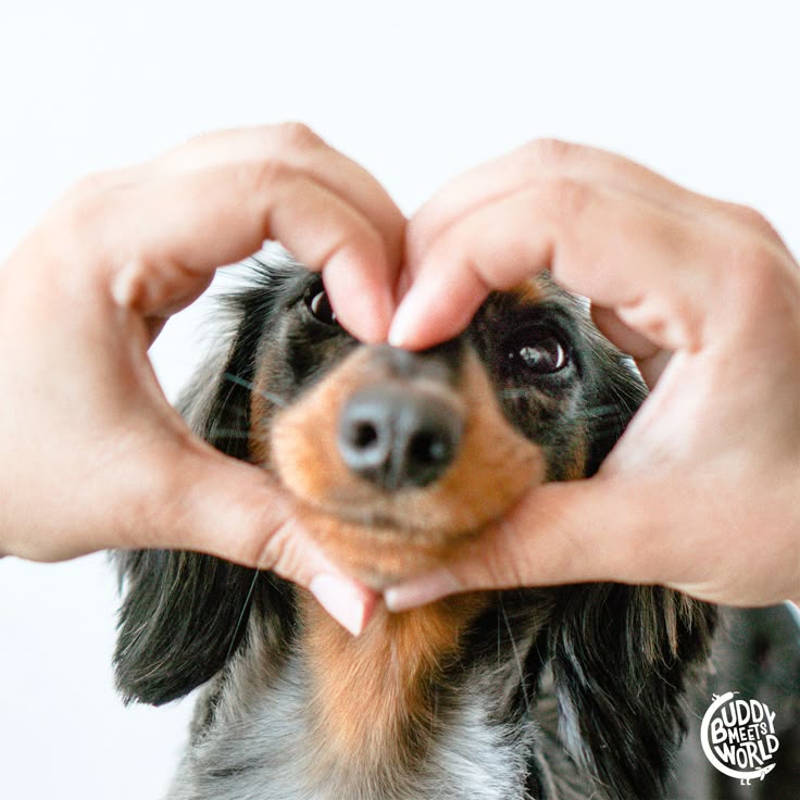 PET-ESSENTIALS